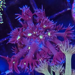 Purple Yellow Eye Goniopora