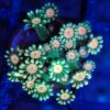 CB Alien Eye Alveopora