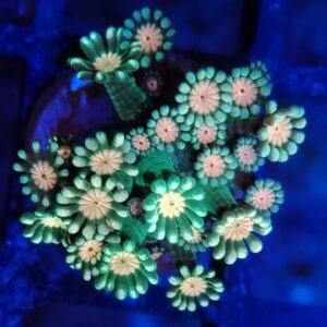 CB Alien Eye Alveopora