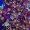 Ruby Red  Alveopora