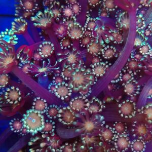 Ruby Red  Alveopora