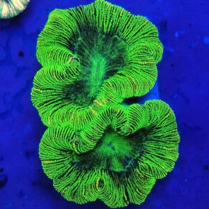 Rainbow Tiger Trachyphyllia  (WYSIWYG)