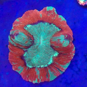 Flat base, Rainbow  Trachyphyllia  (WYSIWYG)