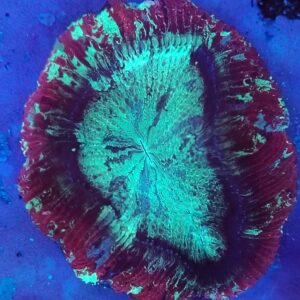 Flat base, Rainbow  Trachyphyllia  (WYSIWYG)