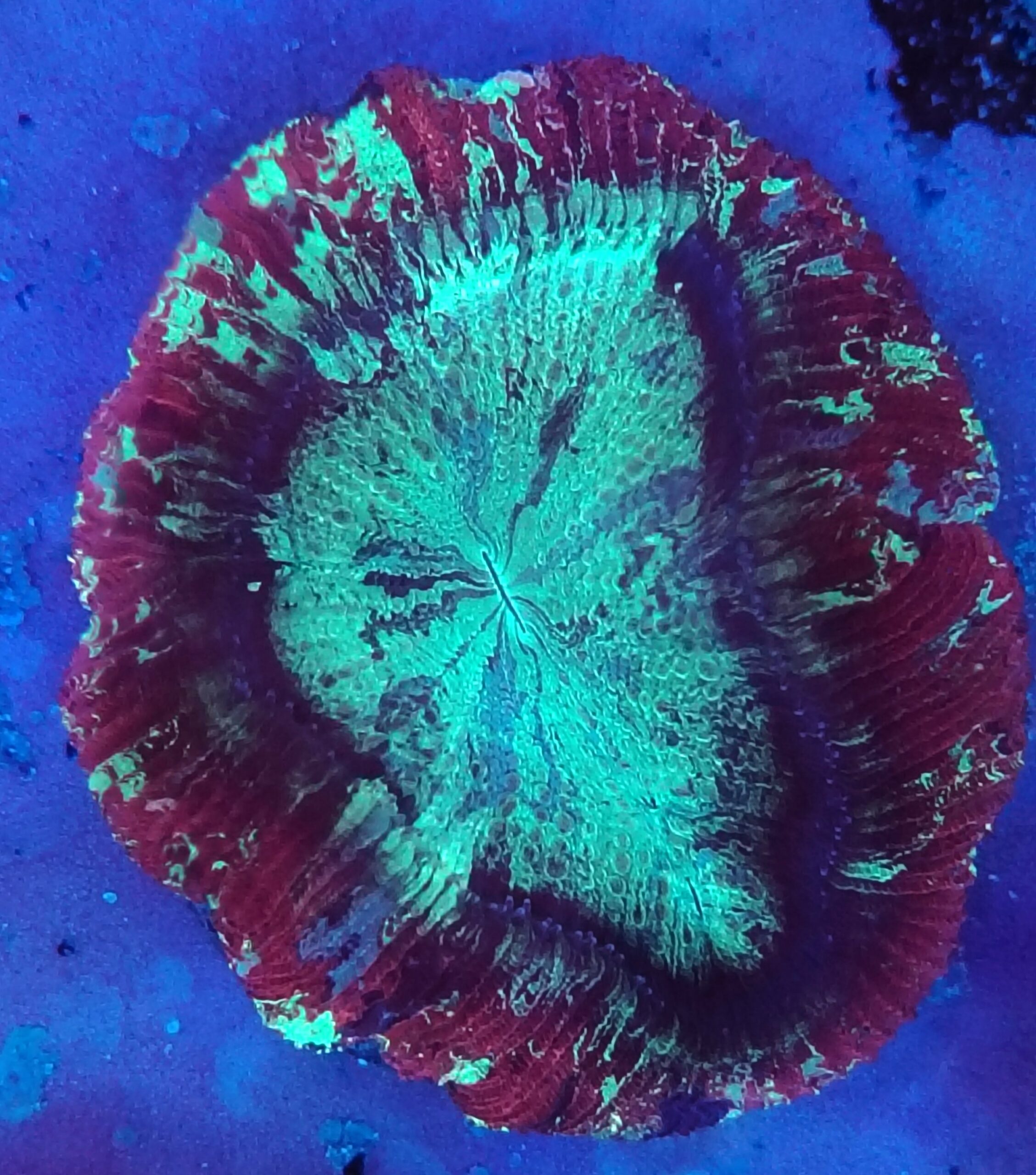 Flat base, Rainbow Trachyphyllia (WYSIWYG)