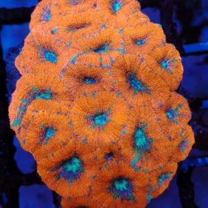 Stunning colony of  Australian red and blue  candy cane  Acanthastrea Micromusssa Lordhowensis (wysiwyg)