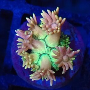 Rainbow Goniopora