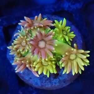 Rainbow Goniopora