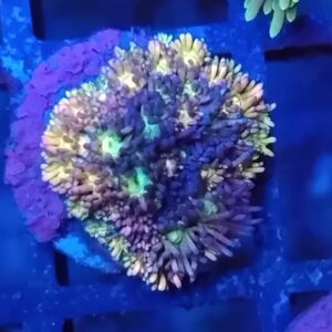 Rainbow Goniopora