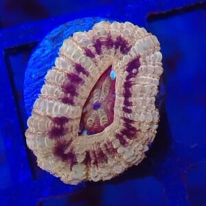 Coffee Candy Cane Acanthastrea Micromusssa Lordhowensis