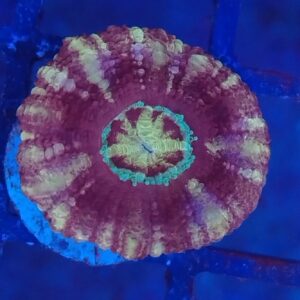 Purple and green warpaint  Acanthastrea Micromusssa Lordhowensis