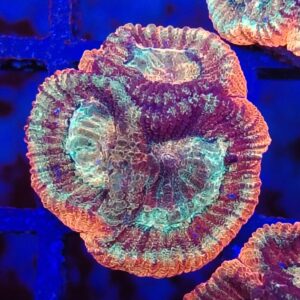 Australian Prism Tri-Colour Favia Coral Frag