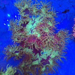 Indonesian Warpaint Elegance coral wysiwyg