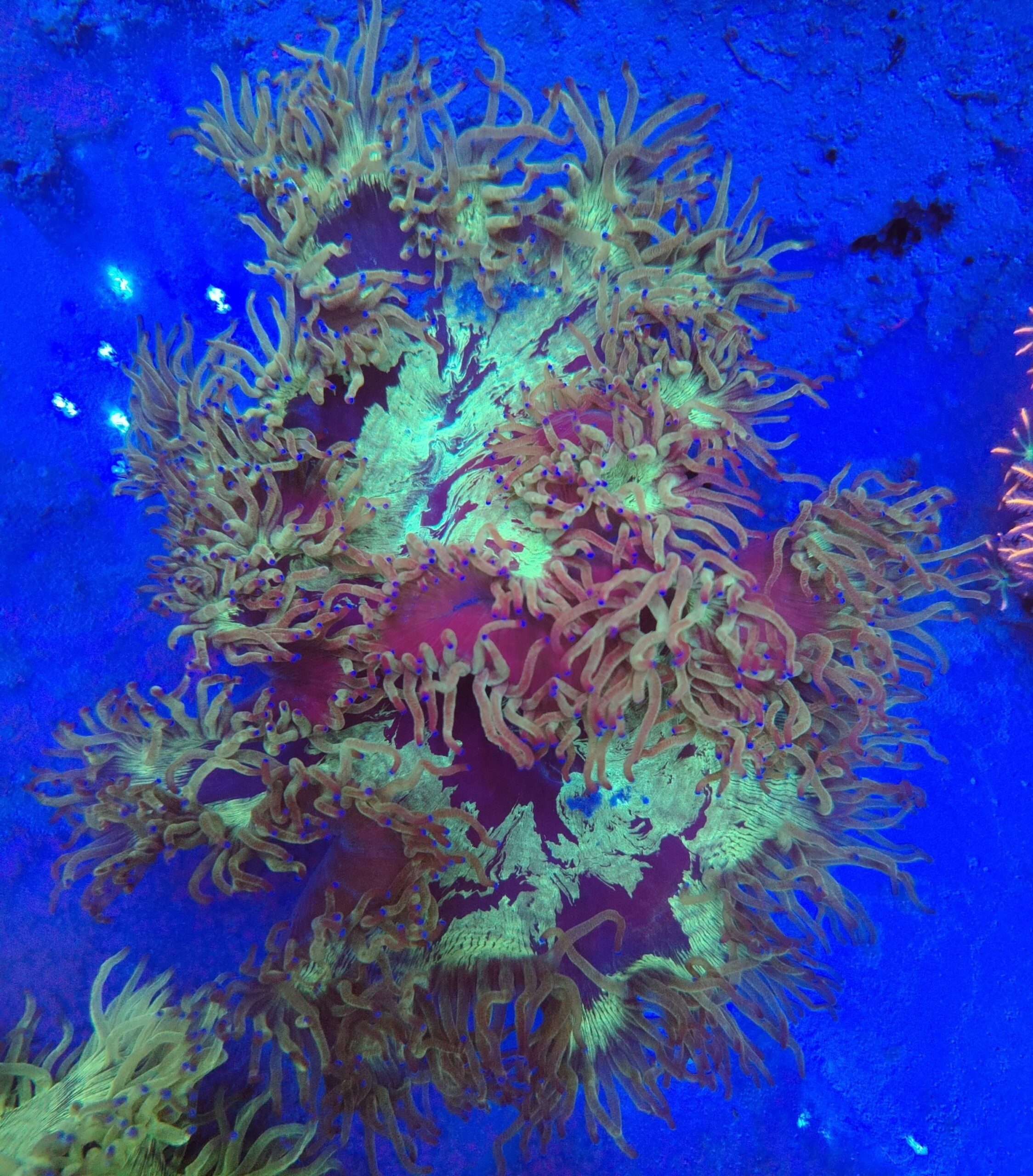 Indonesian Warpaint Elegance coral wysiwyg