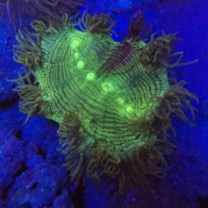 Australian Ultra Toxic Green centre blue tip Elegance coral wysiwyg