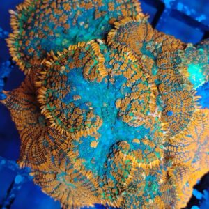 Forest fire full colony(10 mushrooms) wysiwyg