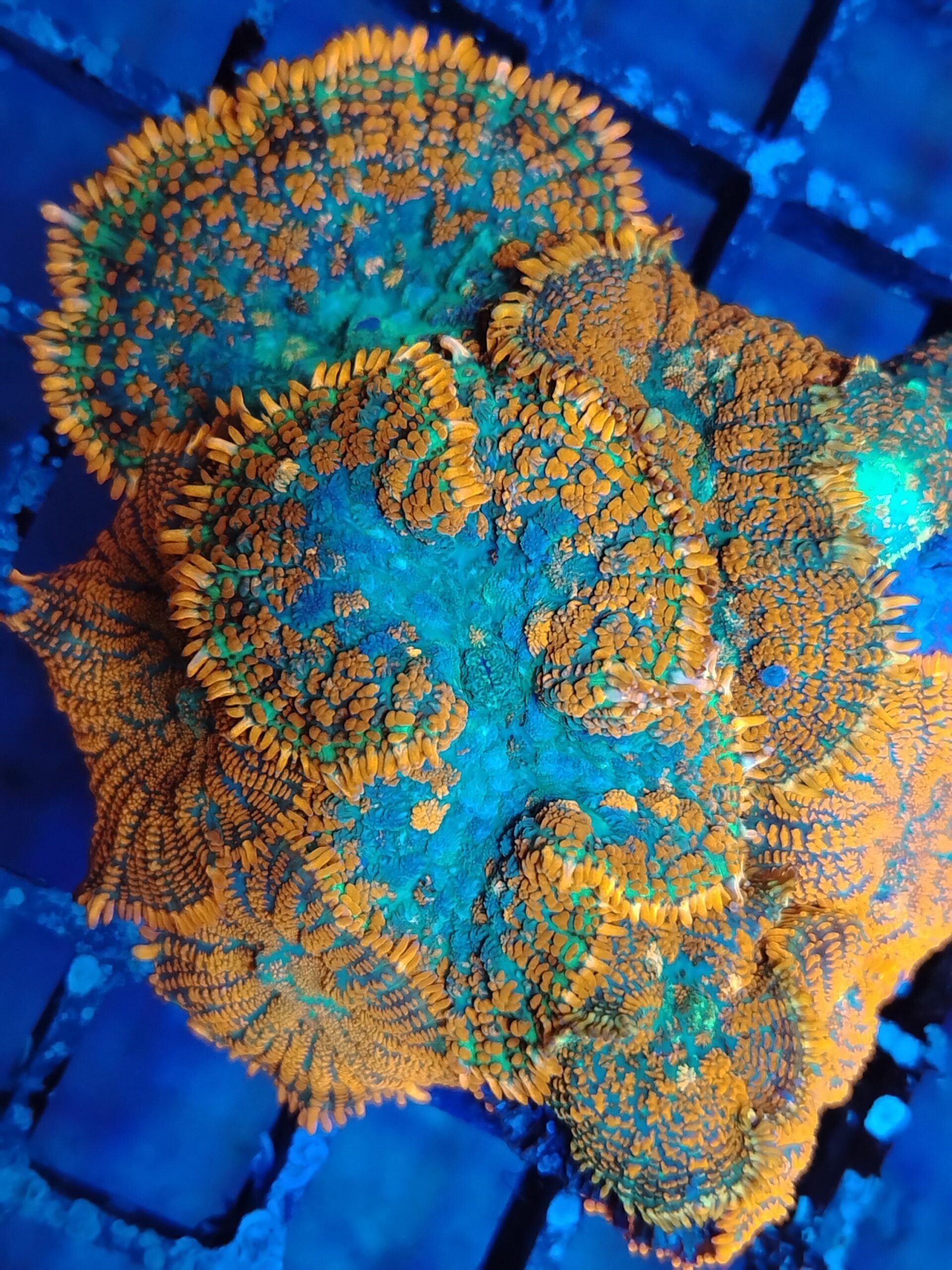 Forest fire full colony(10 mushrooms) wysiwyg