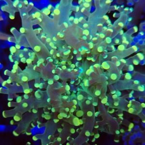 Yellow / Green Branching Frogspawn