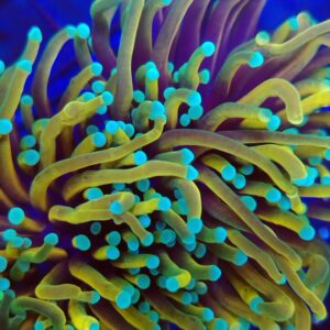 Ultra Hellfire Torch Coral