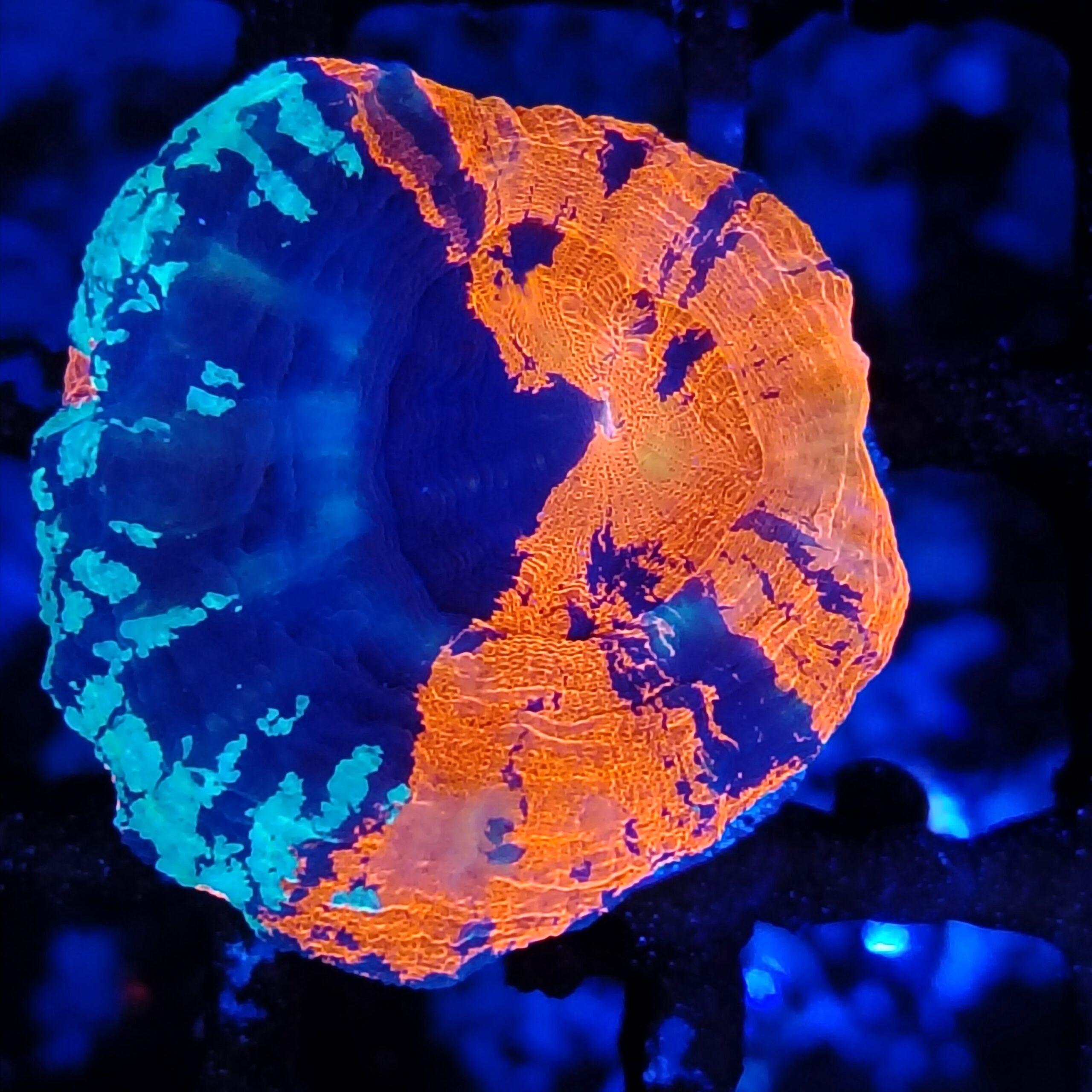 Stunning Grade A Australian Scolymia (true aquaculture)