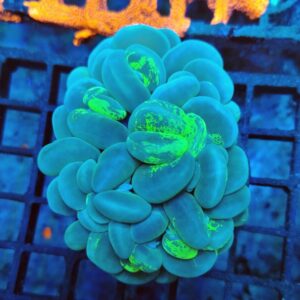 Iridescent Tri colour bubble coral (WYSIWYG)