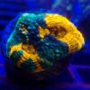 Master Grade Rainbow Acanthastrea Echinata