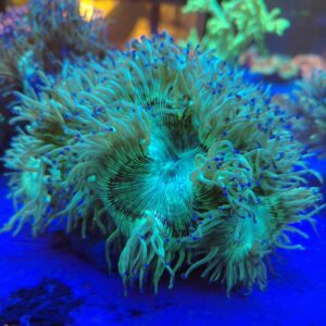 Indonesian Elegance coral wysiwyg