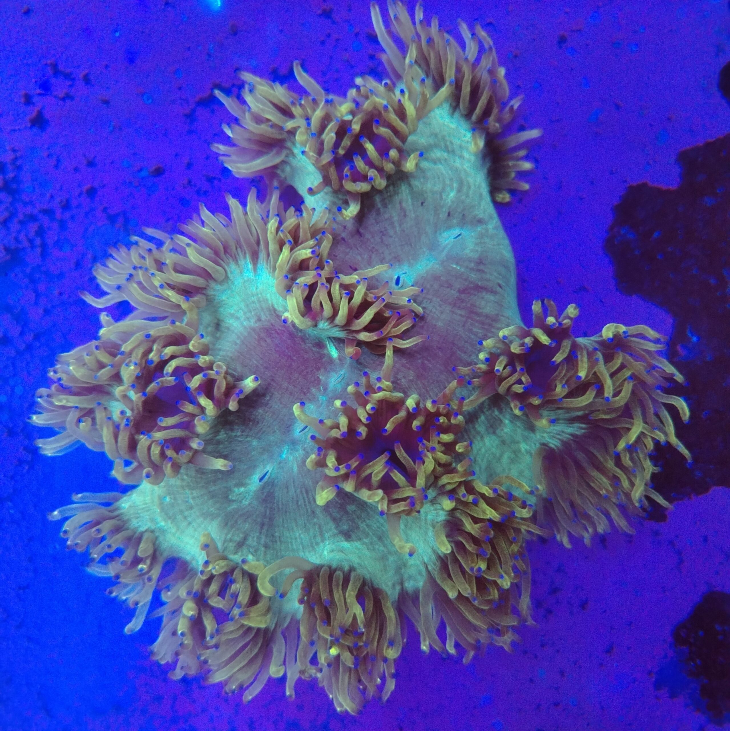 Indonesian Elegance coral wysiwyg - Image 2