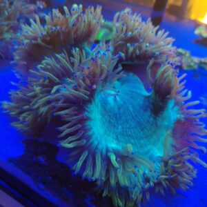Indonesian Elegance coral wysiwyg