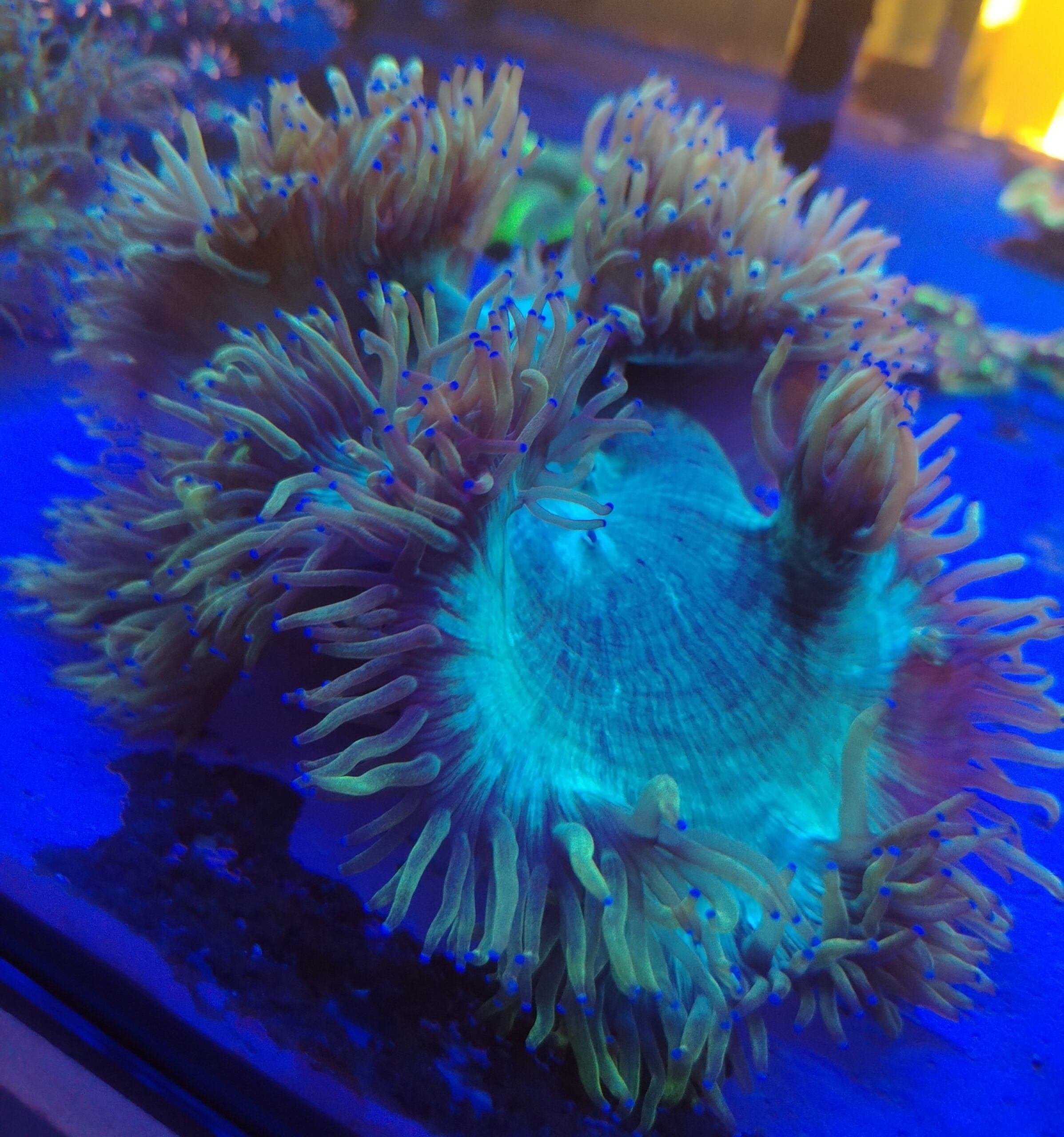 Indonesian Elegance coral wysiwyg