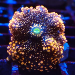 Multicolour Ricordea Yuma Mushroom 10
