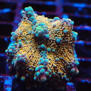 Multicolour Ricordea Yuma Mushroom 11