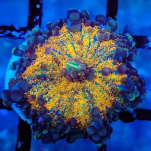 Multicolour Ricordea Yuma Mushroom 13