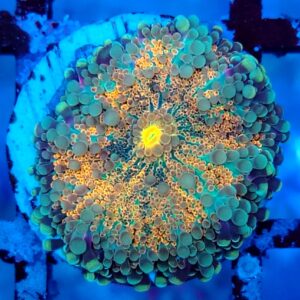 Multicolour Ricordea Yuma Mushroom 12