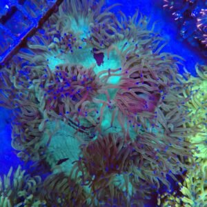 Indonesian Elegance Coral WYSIWYG 2