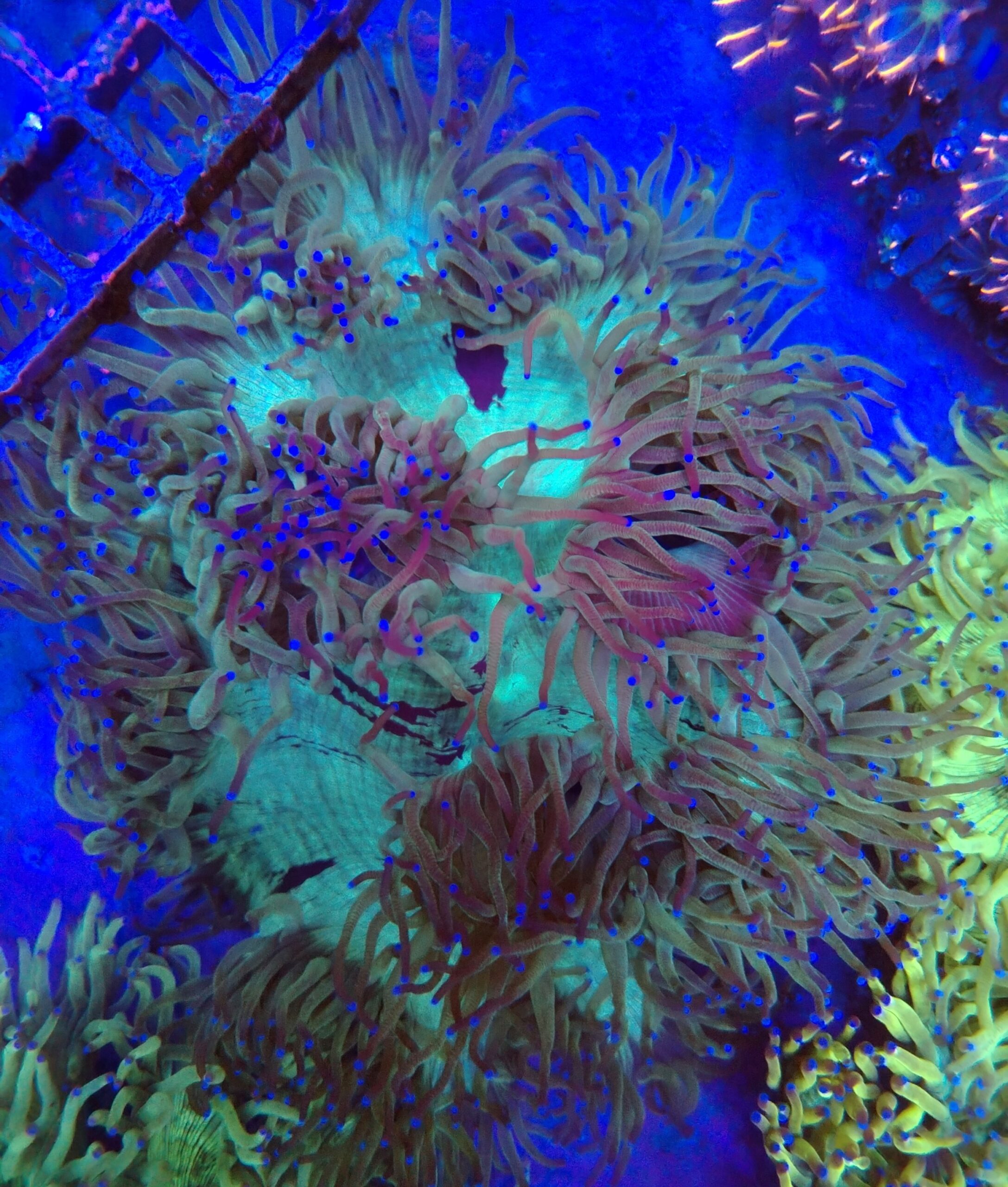 Indonesian Elegance Coral WYSIWYG 2
