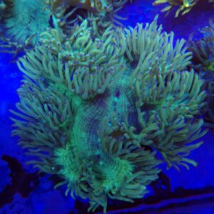 Indonesian Elegance Coral WYSIWYG 1