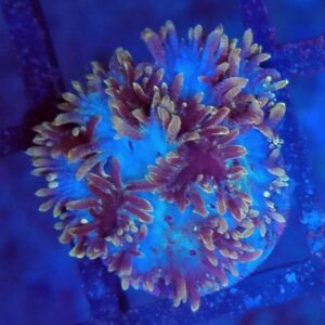 Hydnophora Coral