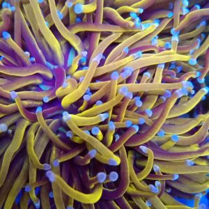Violet-Tip Gold Grail Torch Coral