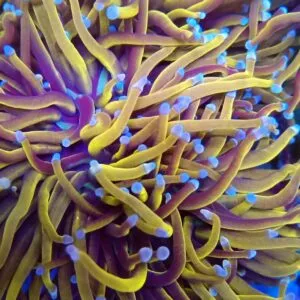 Violet-Tip Gold Grail Torch Coral