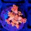 Rainbow Goniopora 4 WYSIWYG