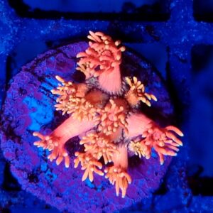 Rainbow Goniopora 4 WYSIWYG