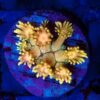 Rainbow Goniopora 5 WYSIWYG