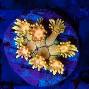 Rainbow Goniopora 5 WYSIWYG