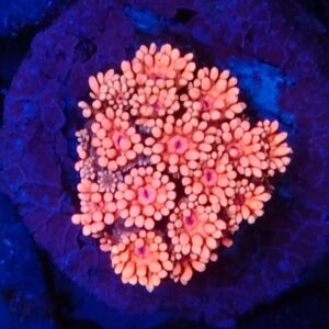 Rainbow Goniopora 7 WYSIWYG