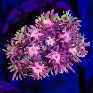 Rainbow Goniopora 16 WYSIWYG