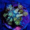 Rainbow Goniopora 18WYSIWYG