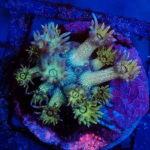 Rainbow Goniopora 18WYSIWYG