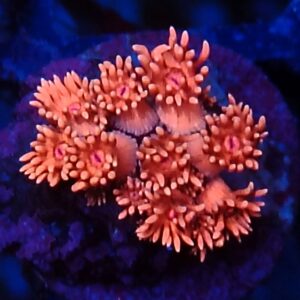 Rainbow Goniopora 23
WYSIWYG