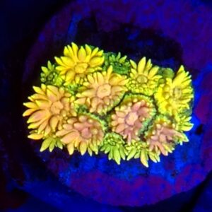 Rainbow Goniopora 24 WYSIWYG